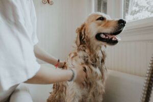 Hund in Badewanne