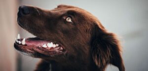Hund mit schönen Zähnen