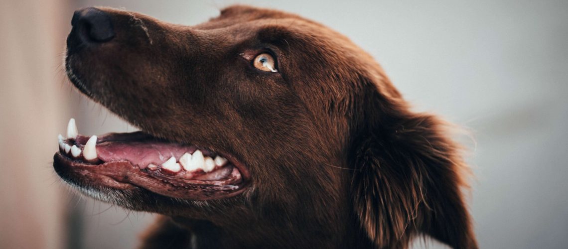Hund mit schönen Zähnen