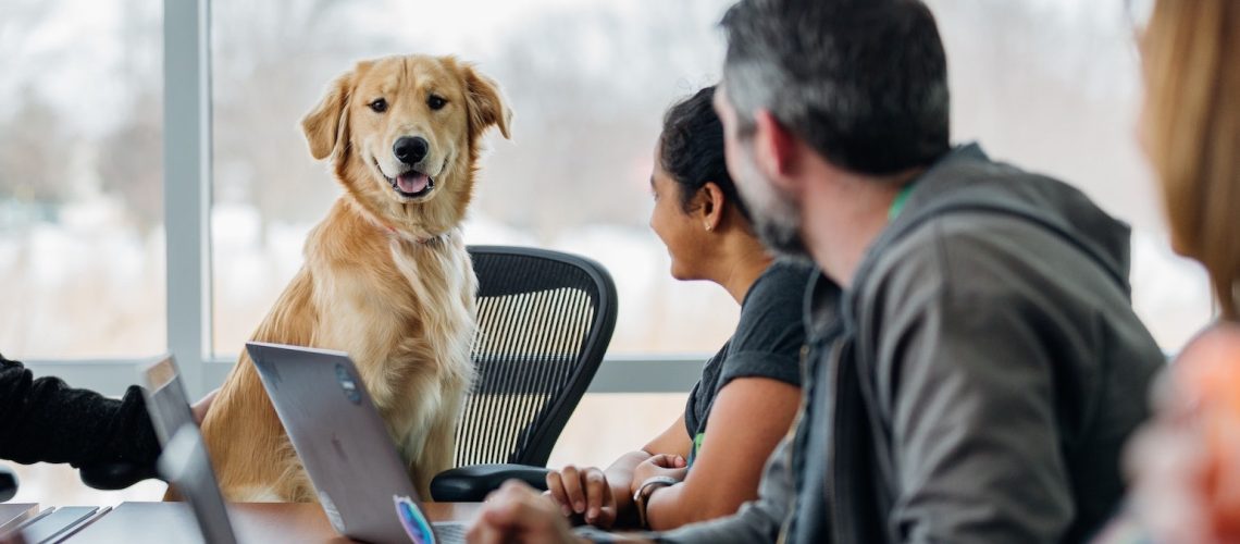 working dog in business Du und dein Tier